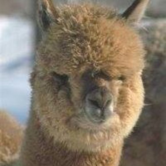 Meet your Posher, Deb - Picture 1 of 1